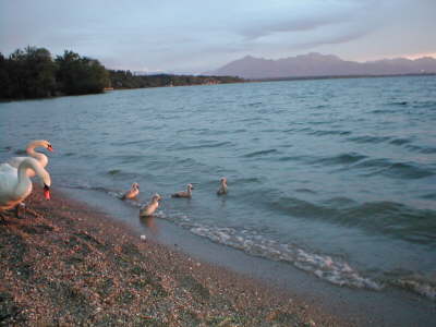 Schwan am Chiemsee
